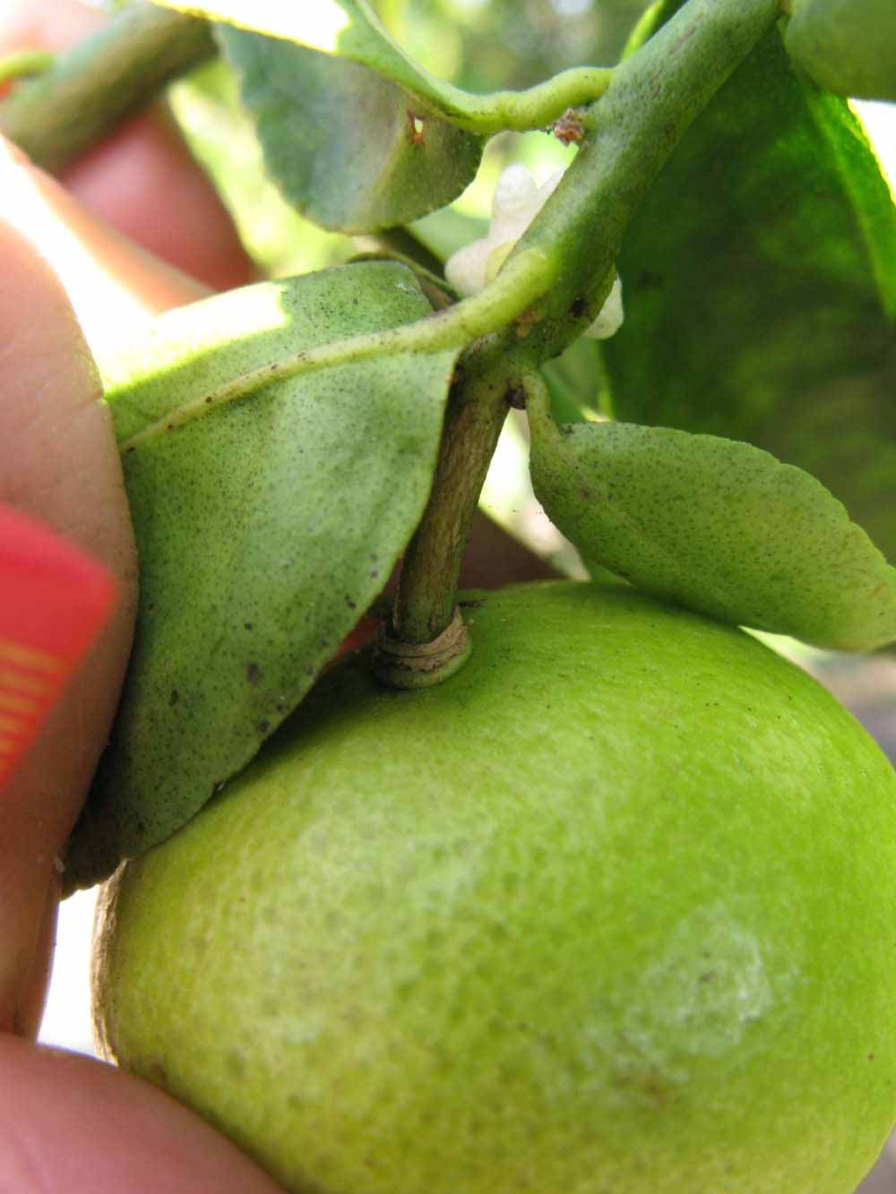            Fruit (Thornless Key lime, Winter Haven, FL)   